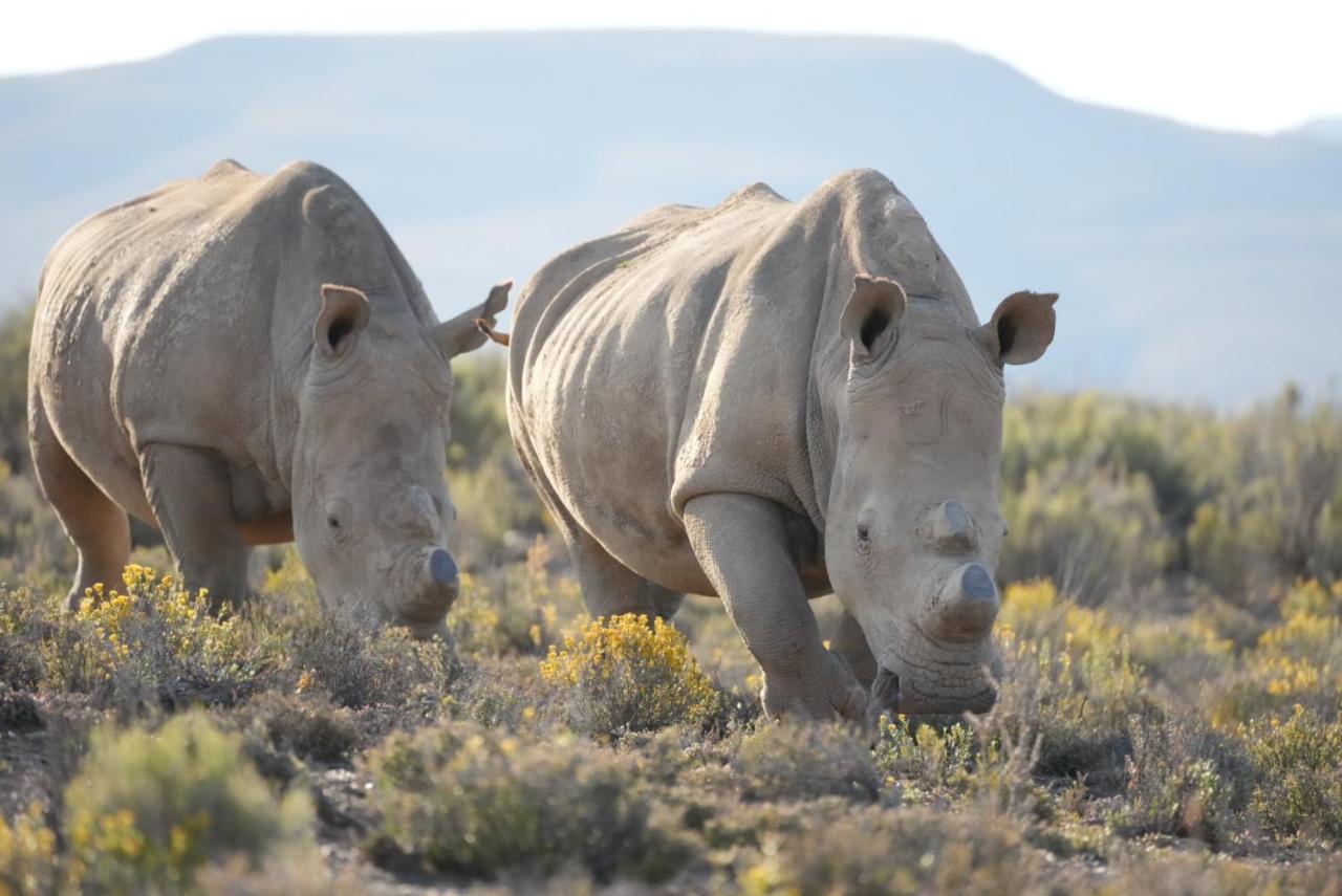 Mont Eco Game Reserve مونتاغو المظهر الخارجي الصورة