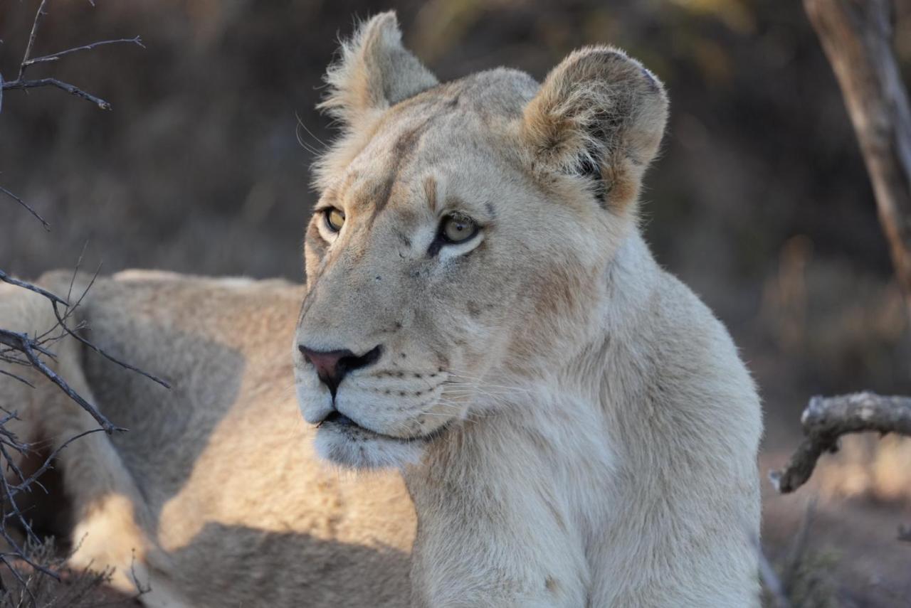 Mont Eco Game Reserve مونتاغو المظهر الخارجي الصورة