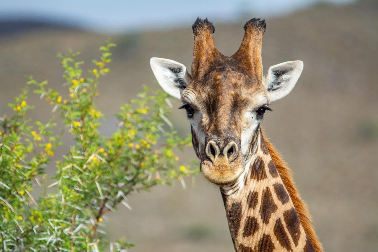 Mont Eco Game Reserve مونتاغو المظهر الخارجي الصورة