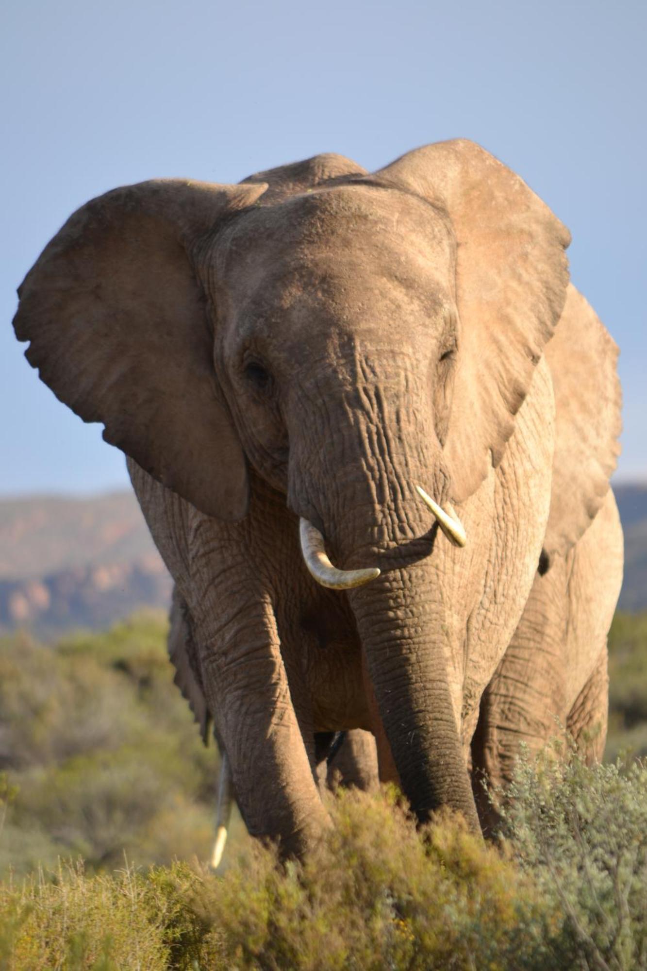Mont Eco Game Reserve مونتاغو المظهر الخارجي الصورة